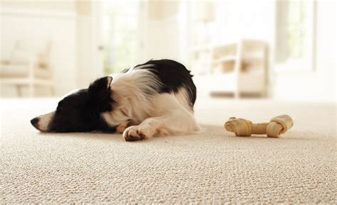 Best Carpet For Pets The Home Depot