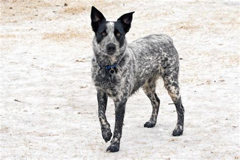 Texas Heeler Dog Breed Information And Characteristics Daily Paws