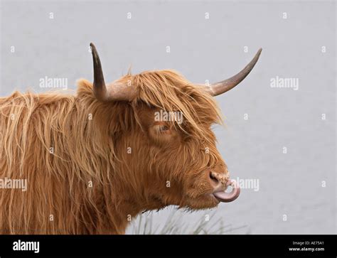 Highland Cow Tongue Out Hi Res Stock Photography And Images Alamy