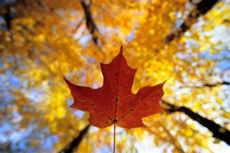 Track Fall Colors With Canada Fall Foliage Reports