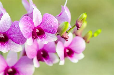 Orchid Care For Beginners Complete 10 Step Guide To Growing Orchids