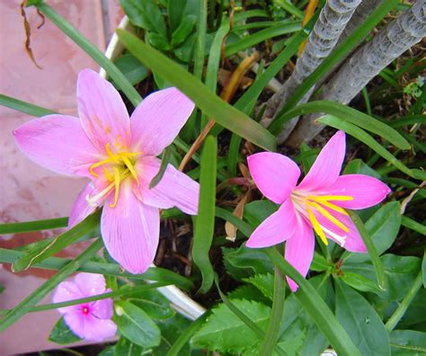 Imagenes De Plantas Con Flores Y Sus Nombres