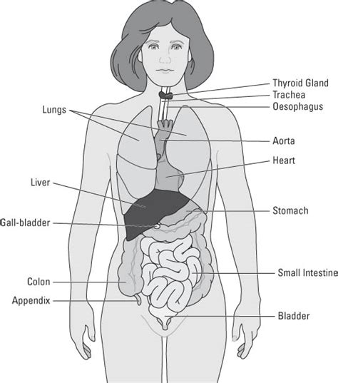 The endocrine system influences almost every cell, organ, and function of our bodies. Finding Your Way around Your Body - dummies