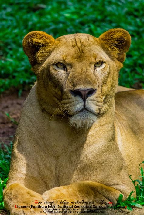 සිංහයා - Lion | The lion (Panthera leo) is one of the five b… | Flickr