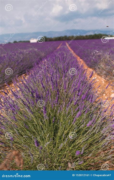 Blossom Purple Lavender Fields In Summer Landscape Near Valensole