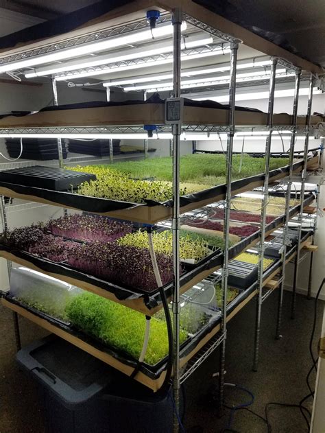 Microgreens Our New Grow Room Setup Is Working Out Swell Gardening