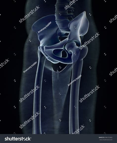 Ilium Bone Hip Bone Pelvis Human Stock Illustration 586722902