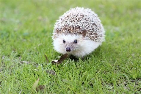 Free Images Spiky Prickly Animal Cute Wildlife Mammal Fauna