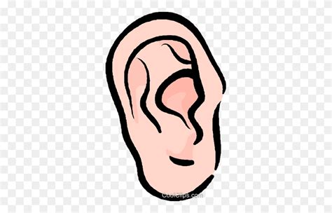 Human Ear Royalty Free Vector Clip Art Illustration Human Clipart
