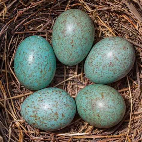Speckled Bird Egg Identification