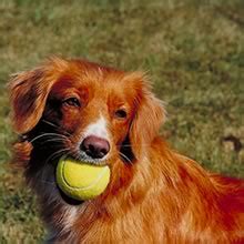 Nova scotia duck tolling retriever puppy dog 2020 2021 monthly weekly planner calendar schedule organizer appointment journal notebook for dog owners and puppy lovers. Top 3 - Lieblingsrassen - Seite 3
