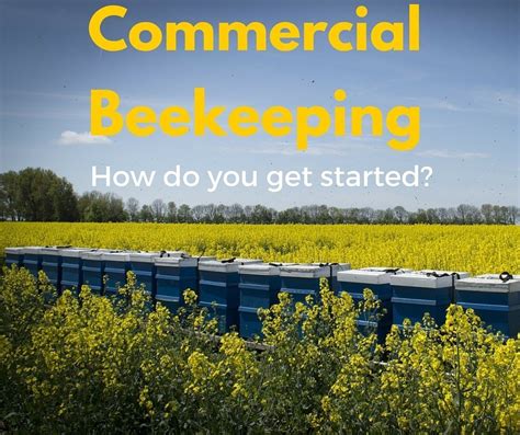 Commercial Beekeeping How Do You Get Started