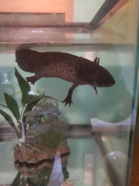 My Axolotl Refuses To Poop Even After Being Fridged And Pooping There