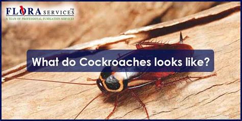 The reasons why cardboard is such a hotspot for cockroach eggs are the same with books. What do Cockroaches looks like? | Flora Services