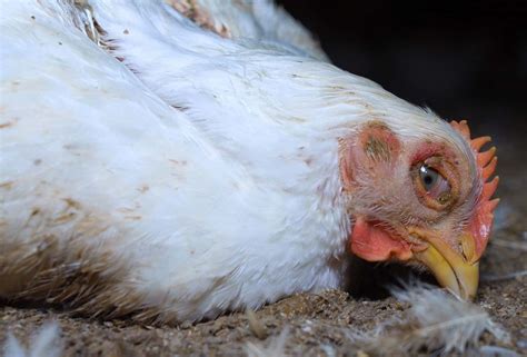 Coccidiosis In Chickens Cause Symptoms Treat And Prevention