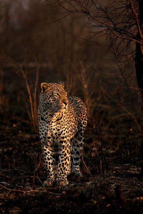 A Leopard Standing In The Middle Of A Field Next To A Tree And Bushes