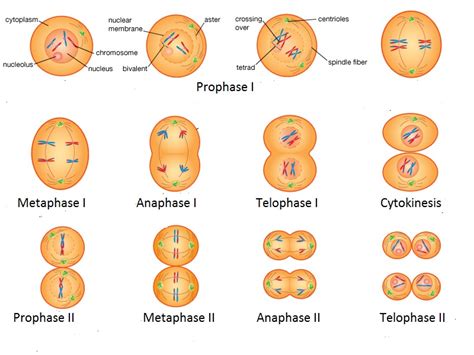 Cell Division Mitosis And Meiosis Simplified Biology