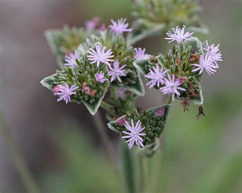 Flowerfriday Uf Ifas Extension Pasco County Facebook