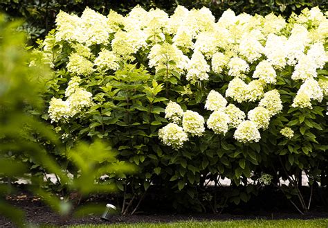 When And How To Transplant Hydrangeas Your Complete Guide