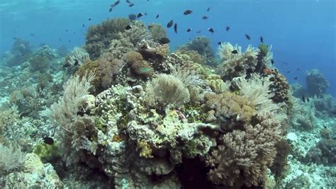 Small Tropical Reef Fish Swim Above A Beautiful Coral Reef