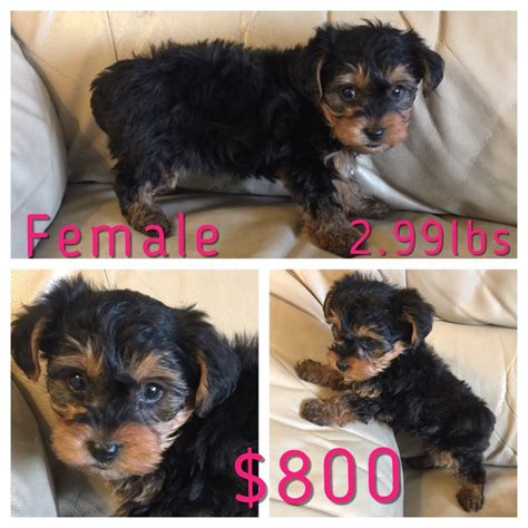 Maybe you would like to learn more about one of these? Yorkshire Terrier Puppies For Sale | Muskegon, MI #169348