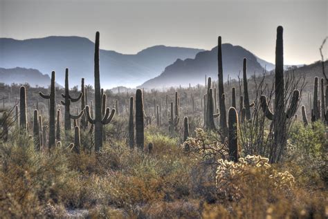 Organ pipe cactus has two campgrounds that let visitors choose between modern comforts and a more primitive wilderness setting. Saguaros in the early morning at Organ Pipe Cactus Nationa ...