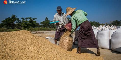 Myanmar Junta Slaps Struggling Farmers With Price Controls