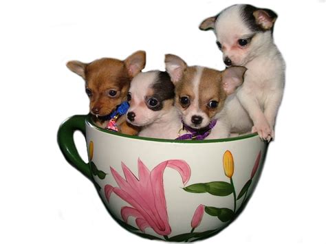 We did not find results for: Helpful Ways You Can Keep Teacup Dogs Healthy:Pictures of ...