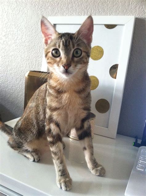 While most commonly seen in the brown spotted tabby pattern, they may also be found in the marbled pattern (classic tabby). Emmy the kitten. Tabby - Bengal mix. #cats #kitten #Bengal ...