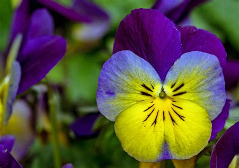 Viola Foto And Bild Pflanzen Pilze And Flechten Blüten And Kleinpflanzen