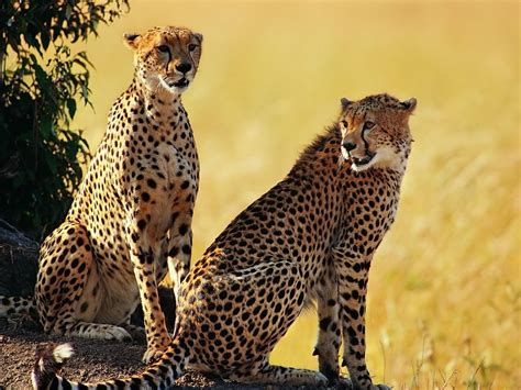 They are listed as vulnerable, and according to african wildlife foundation, each year 8 percent of the population like many of the other animals on this list, cheetahs are also listed as vulnerable, with. African Animals For Kids | List of 8 African Animals