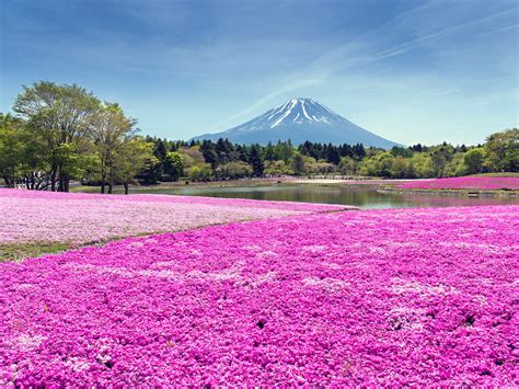 15 Beautiful Pictures Of Spring Flowers Around The World Photos