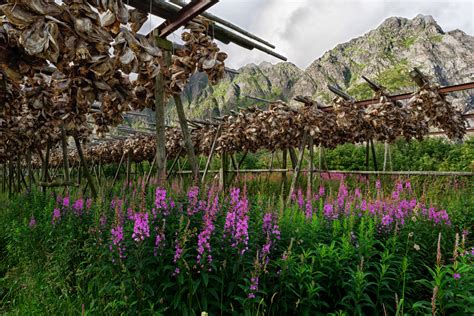 Wallpaper A Archipelago Island Lofoten Norway Sony Stockfish