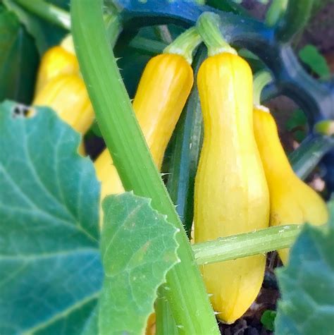 How To Grow Summer Squash At Home Sandhyas Recipes