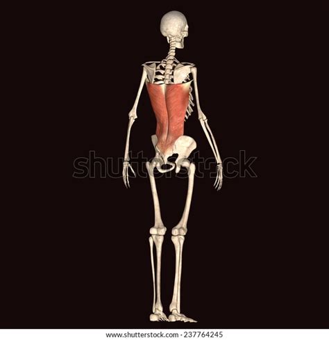 Man Muscles Anatomy Side View Stock Illustration 237764245 Shutterstock