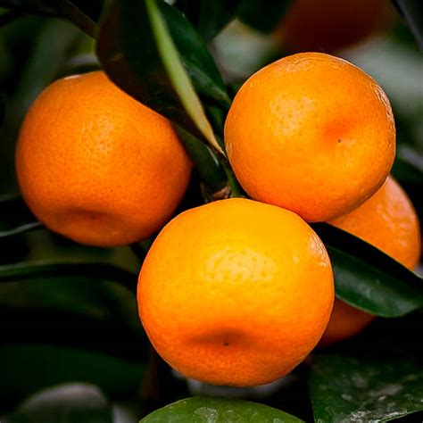 Seto Satsuma Orange Tree For Sale Online | The Tree Center