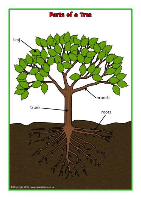 Parts Of A Tree Posterworksheet Sb10351 Sparklebox Trees For