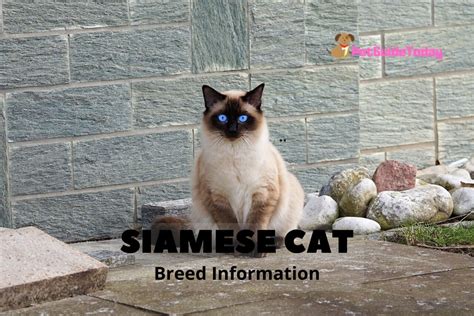 Siamese Cat Petguidetoday