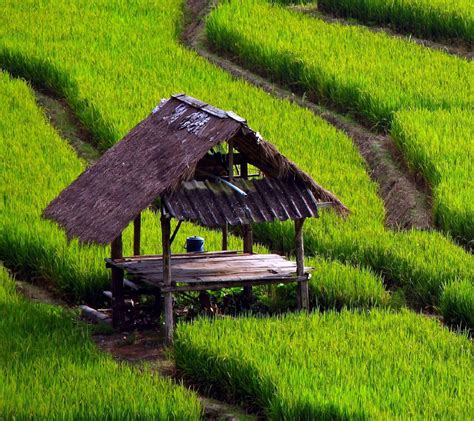 Gambar Wallpaper Pemandangan Sawah Gudang Wallpaper