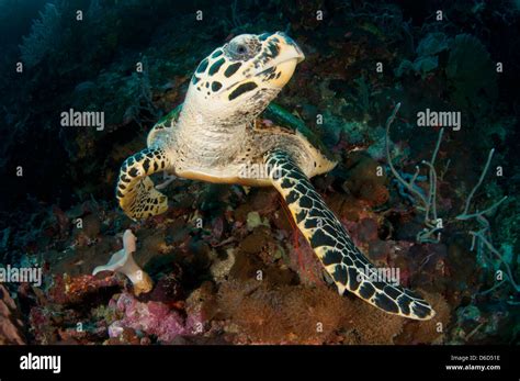 A Critically Endangered Hawksbill Sea Turtle Eretmochelys Imbricata Rests On The Seafloor
