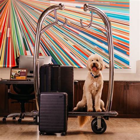 The 9 Most Pet Friendly Hotels In The Us Brit Co