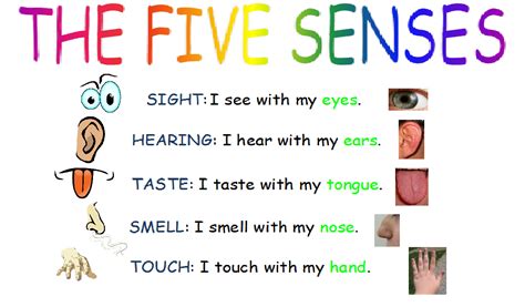 Our English Class 1st Grade How Many Senses Are There In Your Body