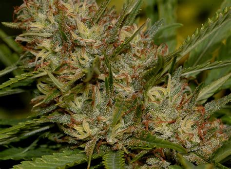 It appears to be a stat resetting counterpart to mist, as the type, pp and japanese names are the same or very similar. FRUTILLA HAZE semillas de marihuana feminizadas - Semillas ...