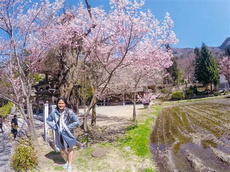 Budget guide and itinerary: Cherry blossom season in central Japan
