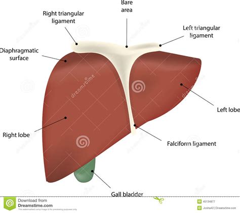 The liver has structural characteristics that are not found in any other internal organ of the human body. The Liver Labeled Diagram stock vector. Illustration of ...