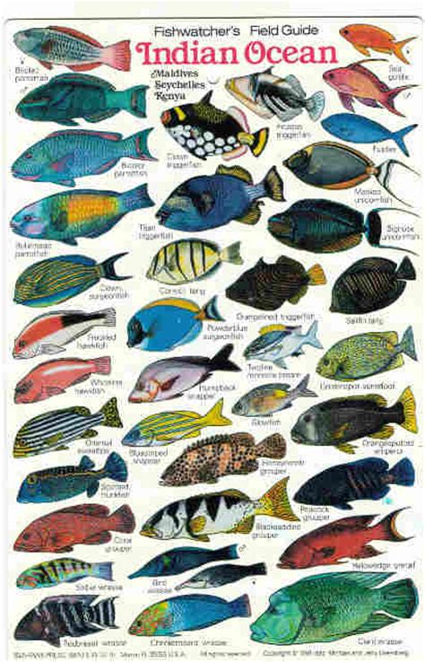 Indian Ocean Fishfishes Maldives Zanzibar Fish Diving Books