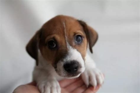 From the name jacobo, a hebrew name that means loyal. 90 Female Jack Russell Terrier Dog Names | The Paws