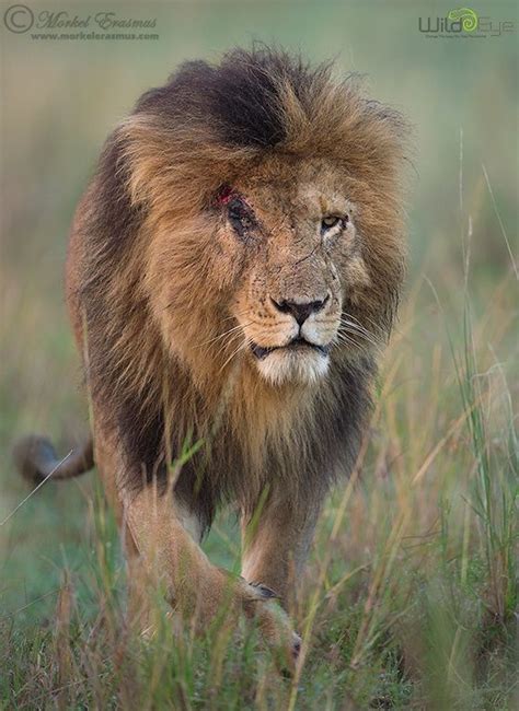 The lion king's scar is one of disney's most beloved and recognizable villains. Warrior King by Morkel Erasmus on 500px | Warrior king ...