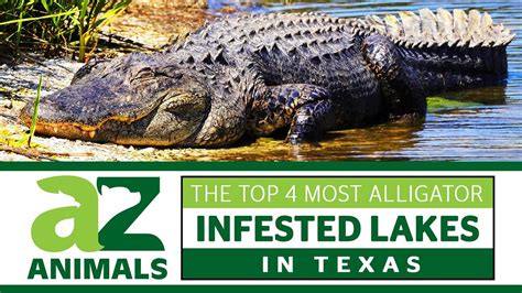 Discover The Top 4 Most Alligator Infested Lakes In Texas Youtube