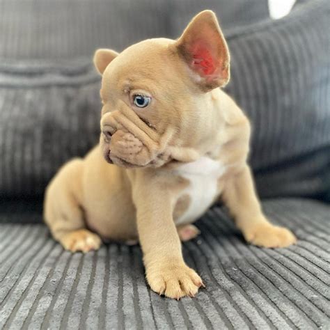 The Ultimate Guide To Isabella French Bulldogs Ivy Rose Puppies